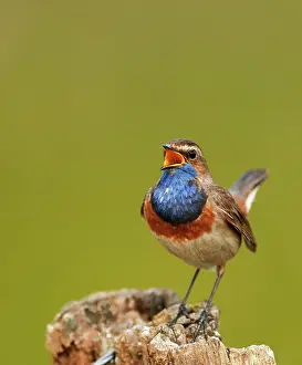 Sing: Singing White-starred Blue-throat (Luscinia svecica