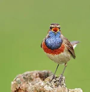 Sing: Singing White-starred Blue-throat (Luscinia svecica