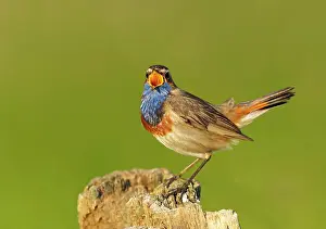 Sing: Singing White-starred Blue-throat (Luscinia svecica