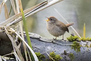 Energy: Singing wren (Troglodytes troglodytes) on a branch in a natural environment