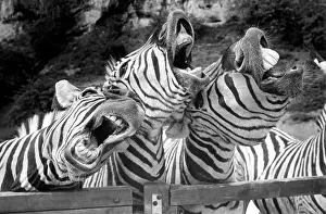 Singing: Singing zebras, ca. 1970s, exact place unknown