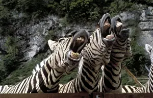 Singing: Singing zebras, ca. 1970s, exact place unknown