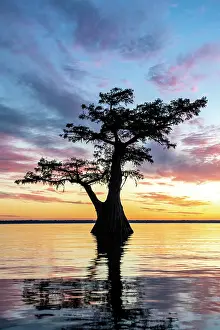 Distichum: Single Bald cypress (Taxodium distichum) in water