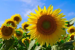 Organic: Single bright yellow sunflower against a agricultural