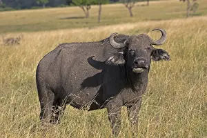 Caffer: Single Buffalo, Syncerus caffer, stamding in dry