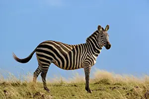 Masi: Single Burchell's Zebra and blue sky, Masai