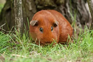 Coated: Single-coloured red Smooth Coated Guinea Pig, Germany