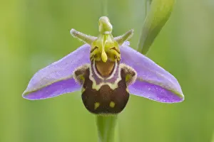 Newton: Detail of single flower of a Bee Orchid (Ophrys