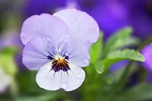 Sorbet: Viola