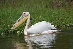 Naivasha: Single Great white pelican, Pelecanus onocrotalus
