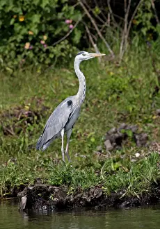 Naivasha: Single Grey heron, Ardea cinerea, standing at lake