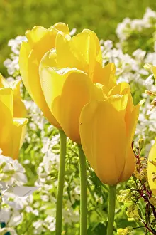 Smile: Single Late Tulip Big Smile