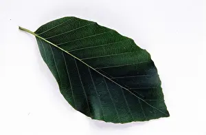 David C Dixon: SINGLE LEAF - Beech
