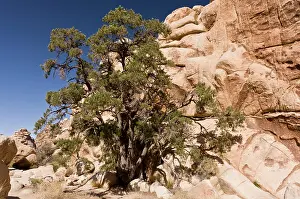 Pinyon: Single-leaf Pinyon Pine
