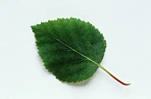 David C Dixon: Single Leaf - Silver Birch