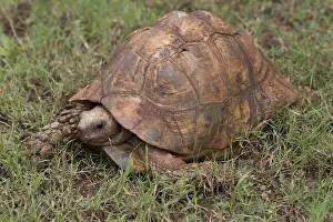 Mombasa: Single Leopard tortoise Stigmochelys pardalis walking