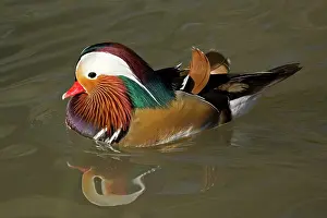 Trust: Single male Mandarin duck, Aix galericulata, swimming