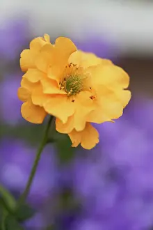 Peach: A single peach colour flower of Avens, Geum Lady Stratheden