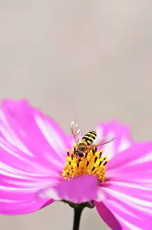 Hoverflies: Single, saucer-shaped flower of Cosmos bipinnatus Sensation Picotee with pink petals irregularly streaked with white