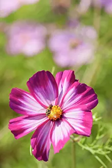 Hoverflies: Single, saucer-shaped flower of Cosmos bipinnatus Sensation Picotee with pinkish white petals irregularly edged