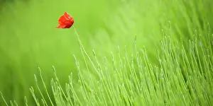 Crowd: Poppy