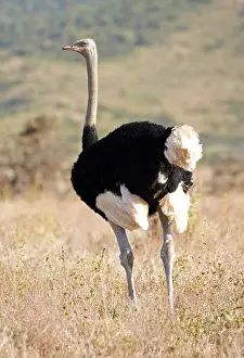Ostrich: Single Somali ostrich, Struthio molybdophanes, Lewa