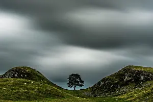 Alongside: Single Tree alongside Hadrian's Wall