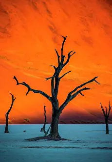 Isolation: Single tree on the background of a beautiful dun