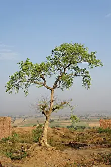 Pradesh: Single tree, Fatehpur Sikri, in the state