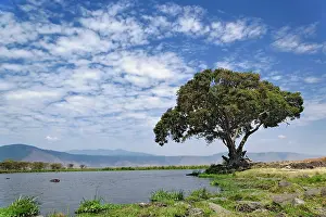 Ngorongoro: Single tree and lake, Ngorongoro Crater