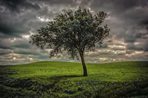 Flint: Single tree in the luscious green Flint Hills of Kansas