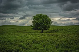 Brush: Single tree in the lush brush in the Flint Hills of Kansas