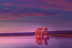 New Mexico: Single tree and reflection at sunrise, Bosque del Apache