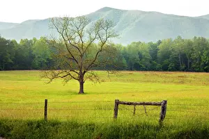 Cove: Single tree at sunrise, Cades Cove, Great