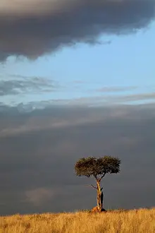 Tortilis: Single Umbrella Thorn Acacia tree at sunset