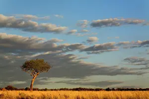 Tortilis: Single Umbrella Thorn Acacia tree at sunset