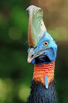Wattled: Single-wattled Cassowary (Casuarius unappendiculatus