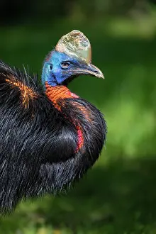 Wattled: Single Wattled Cassowary, portrait of male bird