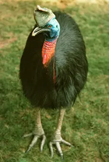 Unappendiculatus: Single-wattled / Northern CASSOWARY