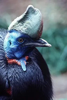 Ugly: Single-wattled / Northern CASSOWARY - close-up of head