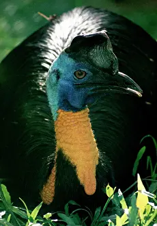 Neck: Single-wattled / Northern Cassowary - head