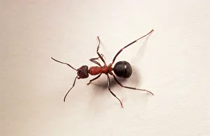 Segment: Single Wood ANT - on white background