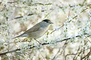 Atricapilla: Singleseed Hawthorn