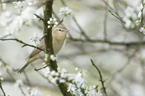 Crataegus: Singleseed Hawthorn