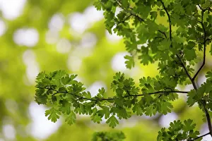 Sint: Singleseed Hawthorn