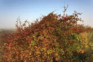 Crataegus: Singleseed Hawthorn