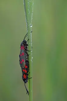 Zygaena: Sint-Jansvlinder-AWD