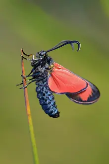Zygaena: Sint-Jansvlinder-AWD