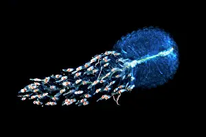 Micro: Siphonophore (Forskalia tholoides). Pelagic micro