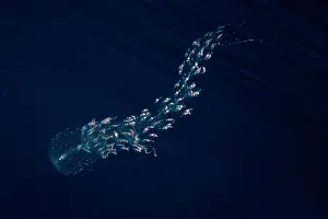 Micro: Siphonophore (Forskalia tholoides). Pelagic micro